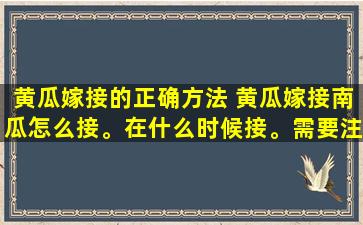 黄瓜嫁接的正确方法 黄瓜嫁接南瓜怎么接。在什么时候接。需要注意什么